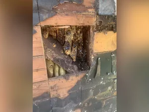 Casal descobre 450 mil abelhas em casa após comprar imóvel dos sonhos