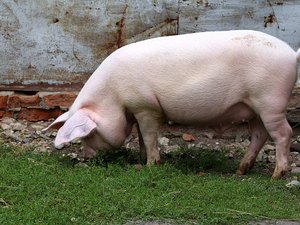 Após furtar e matar porco, irmãos enterram animal às marges de lagoa
