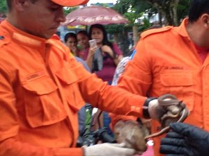[Vídeo] Cobra 'corre-campo' é flagrada nas costas de motoqueiro