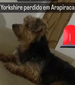 Perdido, cão da raça Yorkshire é acolhido e dona da casa busca pelo dono do animal em Arapiraca