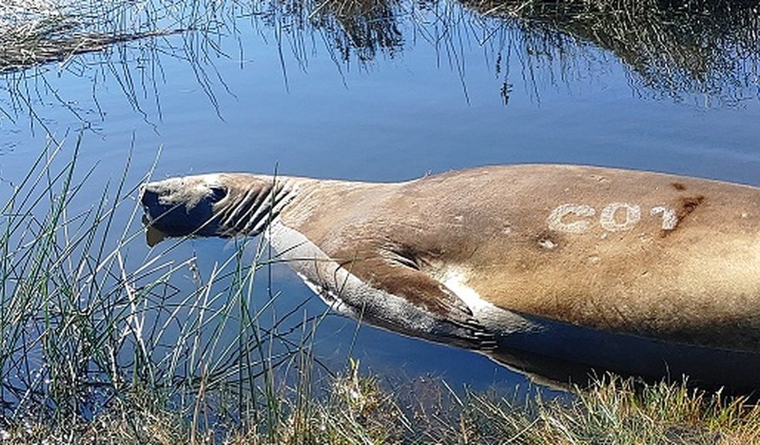 Elefante-marinho de quase 1 tonelada é encontrado em praia do RS