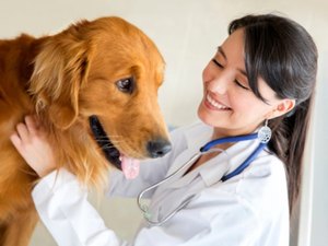 Plano de saúde animal registra crescimento em AL e ganha cada vez mais adeptos
