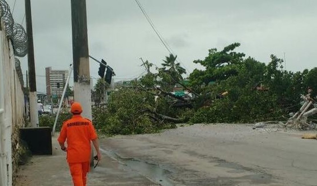 Queda de árvore centenária derruba postes e bloqueia trânsito na Av. Gustavo Paiva