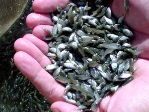 Seagri doa alevinos para projeto piloto de combate ao Aedes aegypti