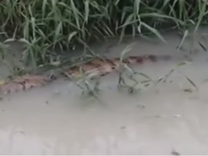 Populares convivem com jacaré que mora em córrego na parte alta de Maceió