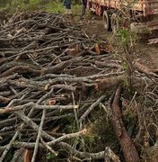 Polícia Militar flagra desmatamento ilegal em reserva indígena em Delmiro Gouveia