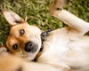 Prefeitura de Maceió realiza Feira de Adoção Animal, neste sábado (31)