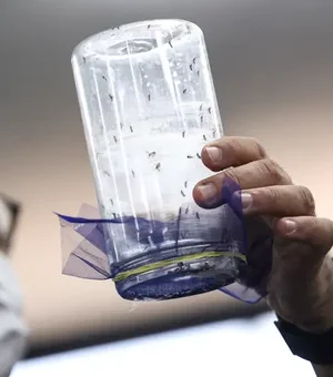 Brasília ganha biofábrica de mosquitos com tecnologia contra a dengue