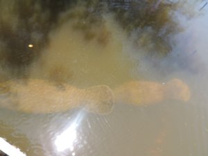 Peixes-boi são soltos em rio de Porto de Pedras