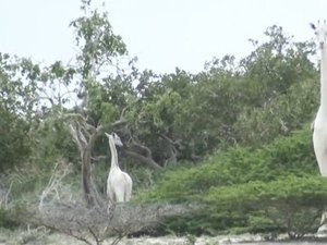 Caçadores matam duas das últimas três girafas brancas do mundo