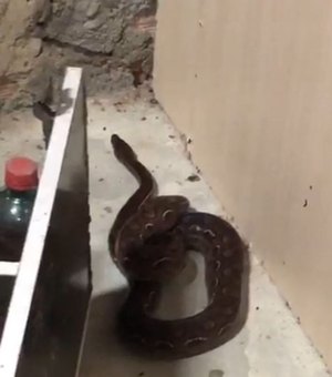 Cobra é encontrada dentro de quarto de gestante em residência no município de Penedo