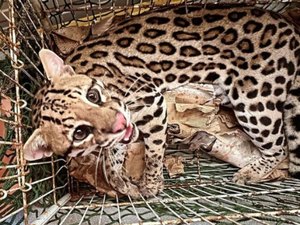 [Vídeo] Gato-do-mato é avistado em praça e capturado em União dos Palmares