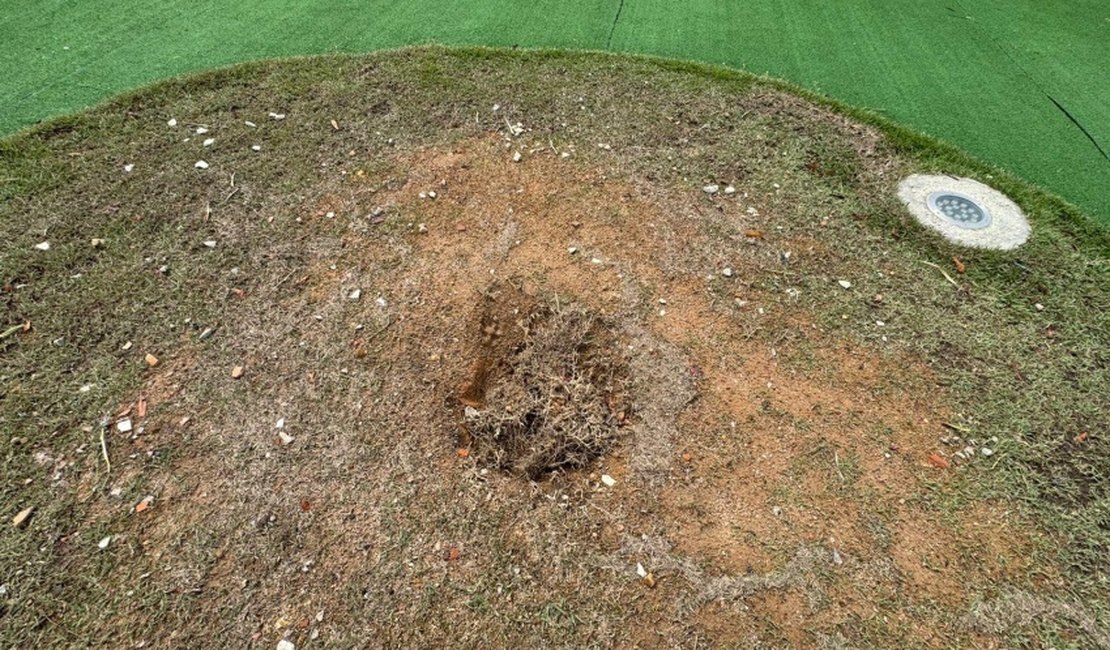 Muda de Ipê recém plantada é furtada no novo Mirante da Santa Amélia, em Maceió