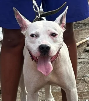 Menor é flagrado conduzindo pitbull sem focinheira em via pública em Arapiraca