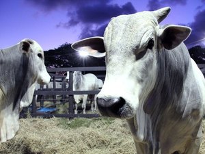 Declaração da vacinação contra aftosa encerra no próximo dia 15