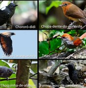 Exposição em Arapiraca alerta para a preservação de aves