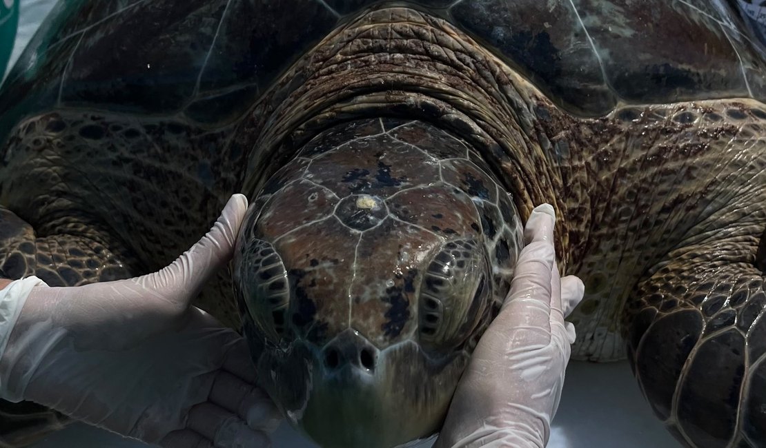 Tartaruga-verde é encontrada presa em curral de pesca na Praia de Ipioca