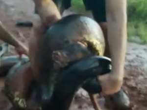 Cachorro é atacado por sucuri e homens abrem a boca da cobra para o salvar