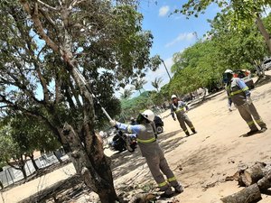 Poda de árvores: prevenir é sempre a melhor escolha quando se trata de energia elétrica