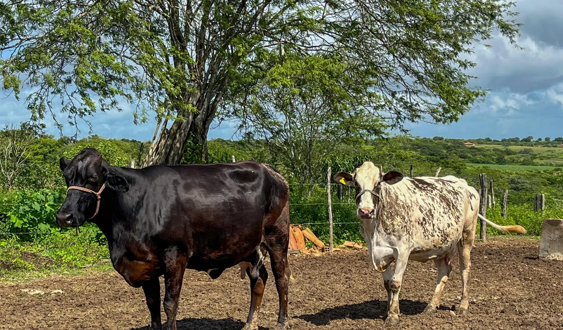 Curso de podologia bovina está com inscrições abertas