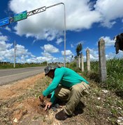 Alagoas Mais Verde planta mudas de árvores nativas às margens da rodovia Penedo-Pindorama