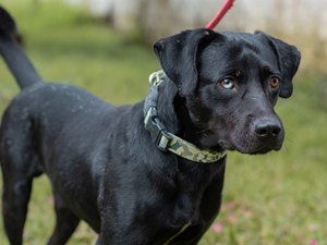 Equipe veterinária do Gabinete da Causa Animal alerta população sobre a leptospirose canina