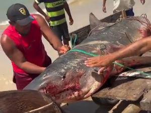 Tubarão-tigre de mais de dois metros é capturado por pescadores em Coruripe