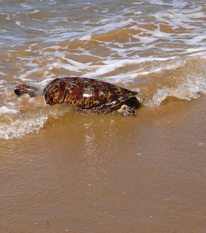 IMA orienta para riscos e regras ao encontrar peixes-boi e tartarugas no litoral de AL