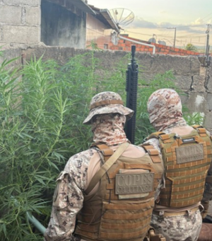 Plantação de maconha é encontrada em quintal de oficina mecânica, em Canapi