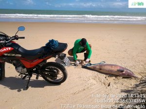 Golfinho é encontrado morto em Jequiá da Praia, interior de Alagoas