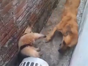 Cachorro caramelo ataca tamanduá após ter sua casa invadida