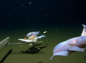 Peixe-caracol foi registrado a uma profundidade de 8.336 metros logo acima do fundo do mar
