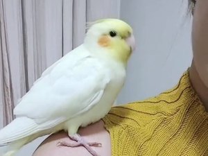 Calopsita de estimação desaparece e família faz apelo para encontrá-la em Arapiraca