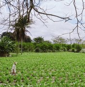 Novo pagamento do Garantia-Safra beneficia mais de 1.500 agricultores familiares do Agreste e Sertão de AL