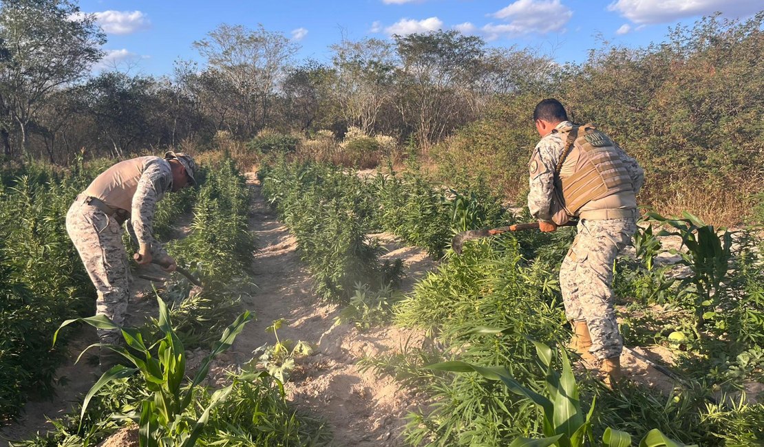 Operação integrada apreende mais de 25 mil pés de maconha em Canapi