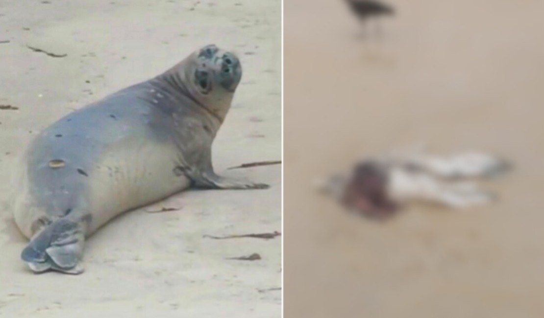 Mistério cerca morte de 'Leôncio': elefante-marinho é encontrado partido ao meio no litoral sul de AL