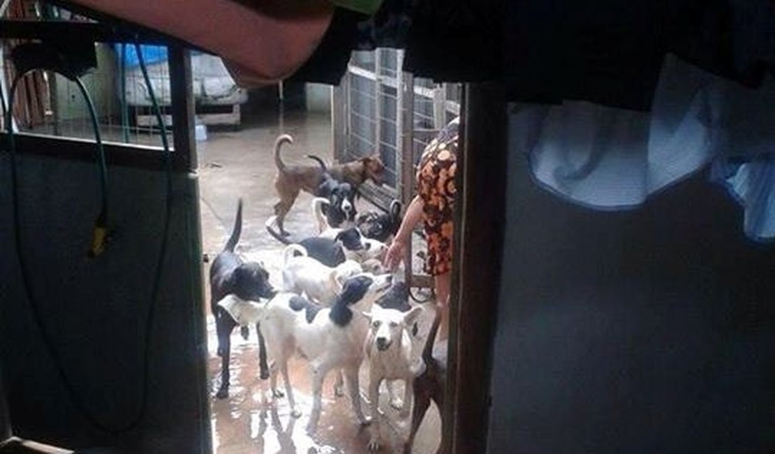 Campanha arrecada doações para mulher que cuida de 60 cães