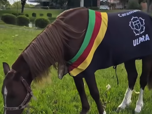 Cavalo Caramelo, símbolo das enchentes no RS, vira celebridade, faz presença VIP e tem agenda cheia dois anos depois