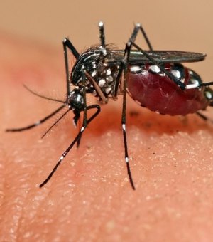 Governo Federal destina R$ 65 milhões para pesquisas sobre o vírus Zika
