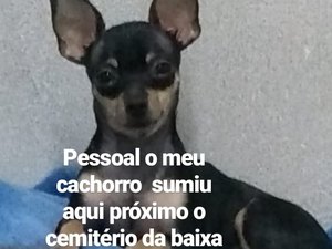 Família pede ajuda para encontrar cachorro desaparecido