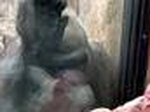 [Vídeo] Mãe gorila observa bebê humano em zoológico e encanta a web