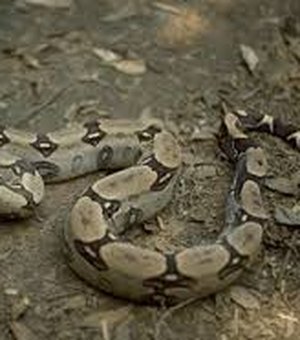 Bombeiros são acionados para capturar cobra em Japaratinga