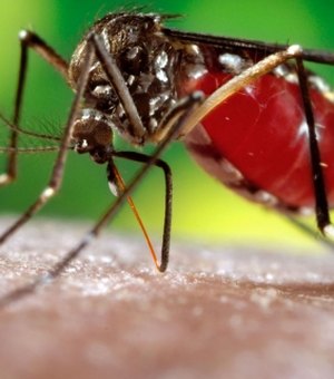 Laboratório identifica 12 casos de Chikungunya