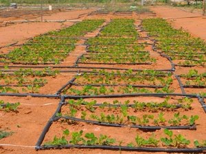 Sistema inovador promete otimizar uso de água para irrigação