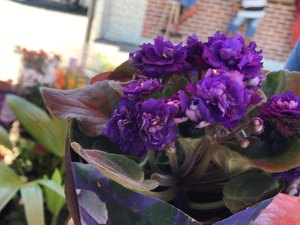 Após boom uma década atrás, mercado de flores tropicais segue cambaleante