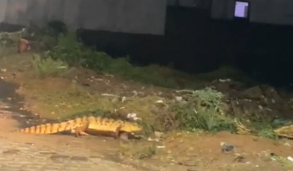 Moradores de Palmeira dos Índios registram jacaré caminhando nas ruas do Juca Sampaio