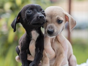 Inscrições para cadastro de protetores e entidades da causa animal terminam na sexta (12)
