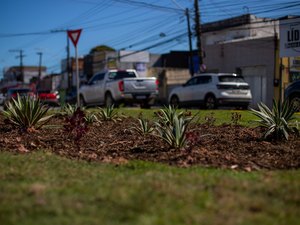 Prefeitura de Maceió inicia arborização de canteiros da capital