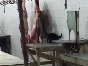 [Vídeo] Gatos são flagrados comendo carne em mercado no Sertão