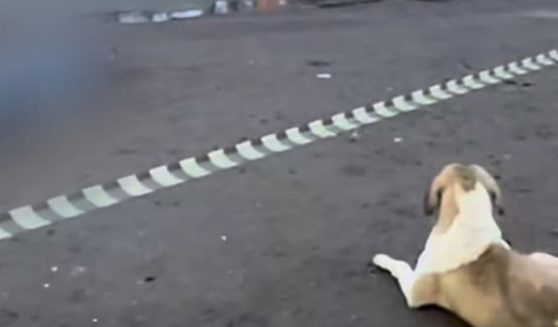 Cachorro permanece em rodovia em que tutora foi atropelada